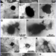 Illustration for article titled "Hairy Blobs" Discovered in Acidic Lake Could Have Evolved on Mars